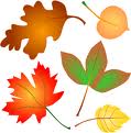 fall foliage